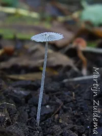 Hazenpootje [Coprinopsis lagopus]